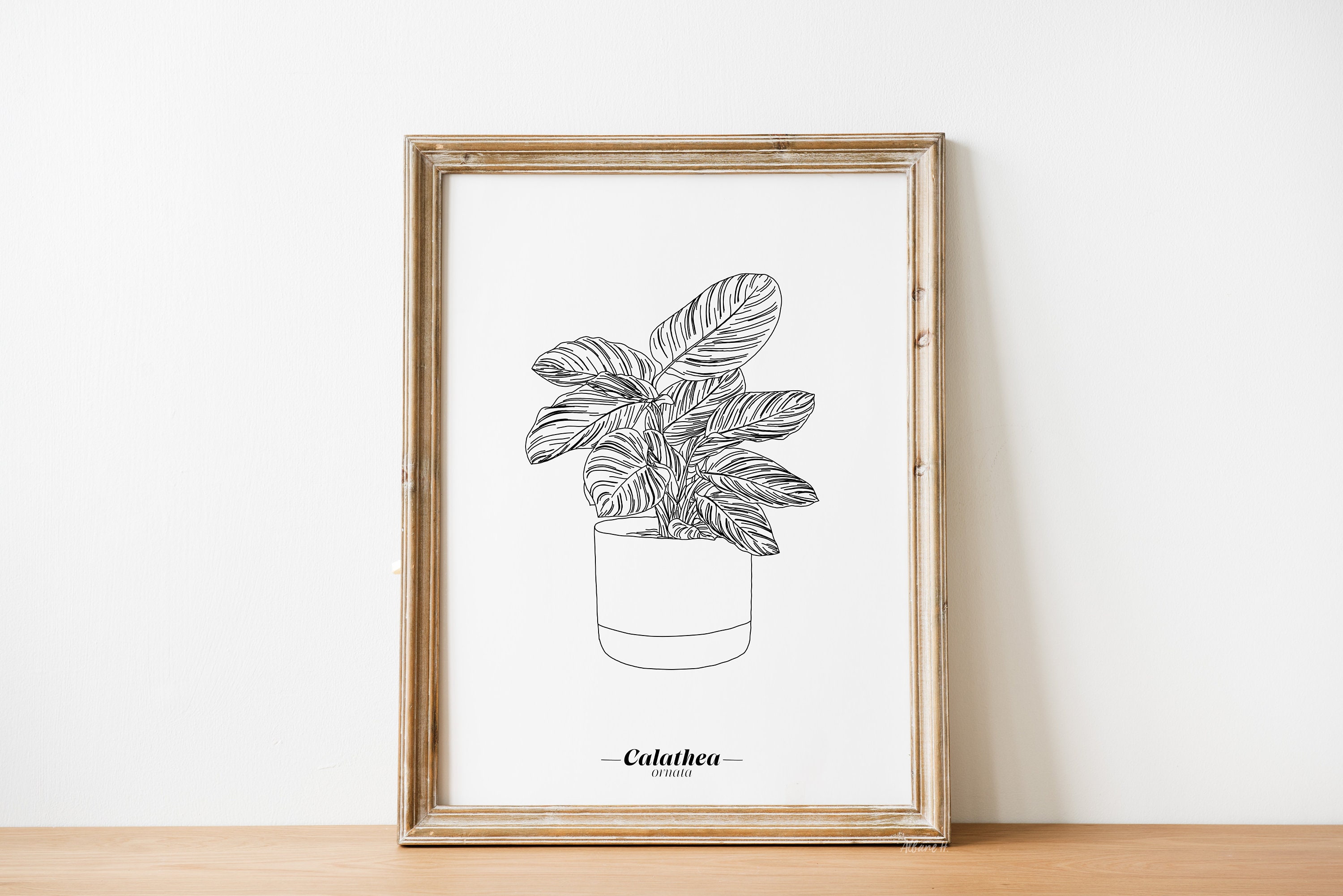 Affiche Calathea Ornata - Papier A5/A4 A3