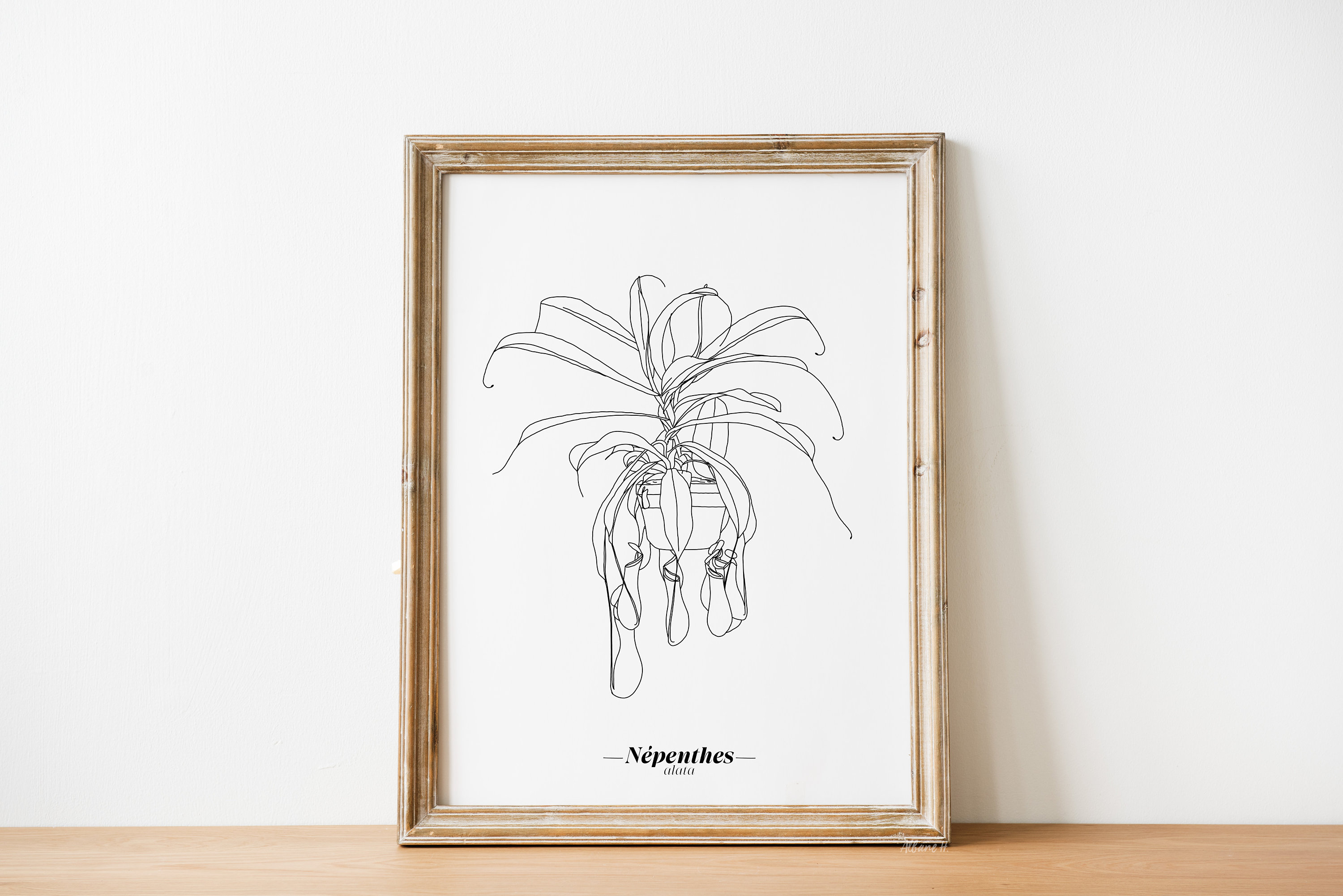 Affiche Népenthes Alata - Papier A5/A4 A3