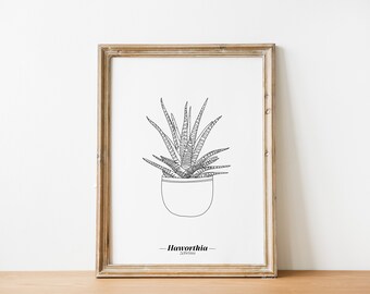 Haworthia Zebrina affisch - A5 / A4 / A3 papper