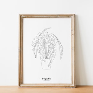 Plants Begonia Maculata - A5 / A4 / A3 Paper