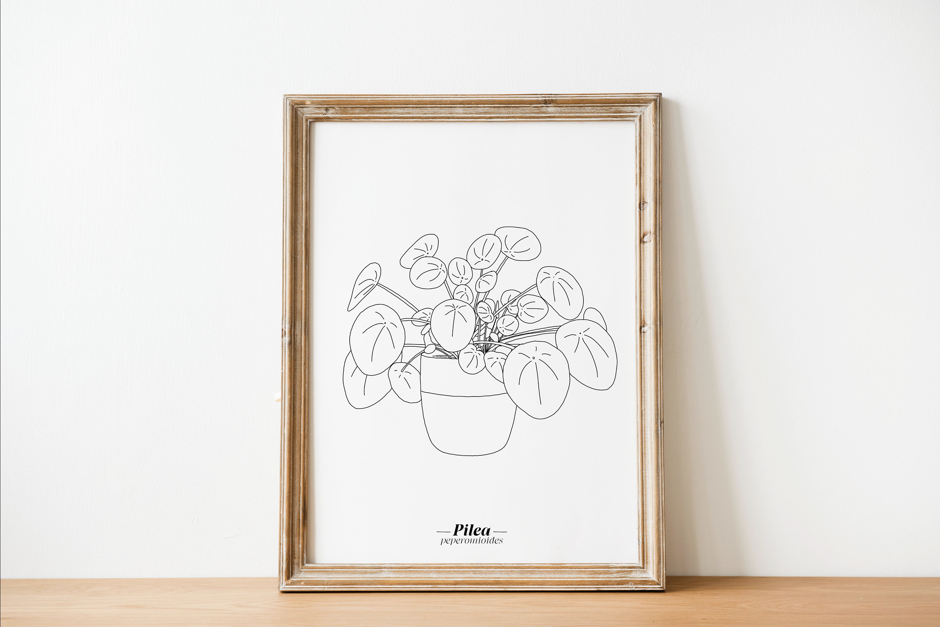Affiche Pilea - Papier A5/A4 A3