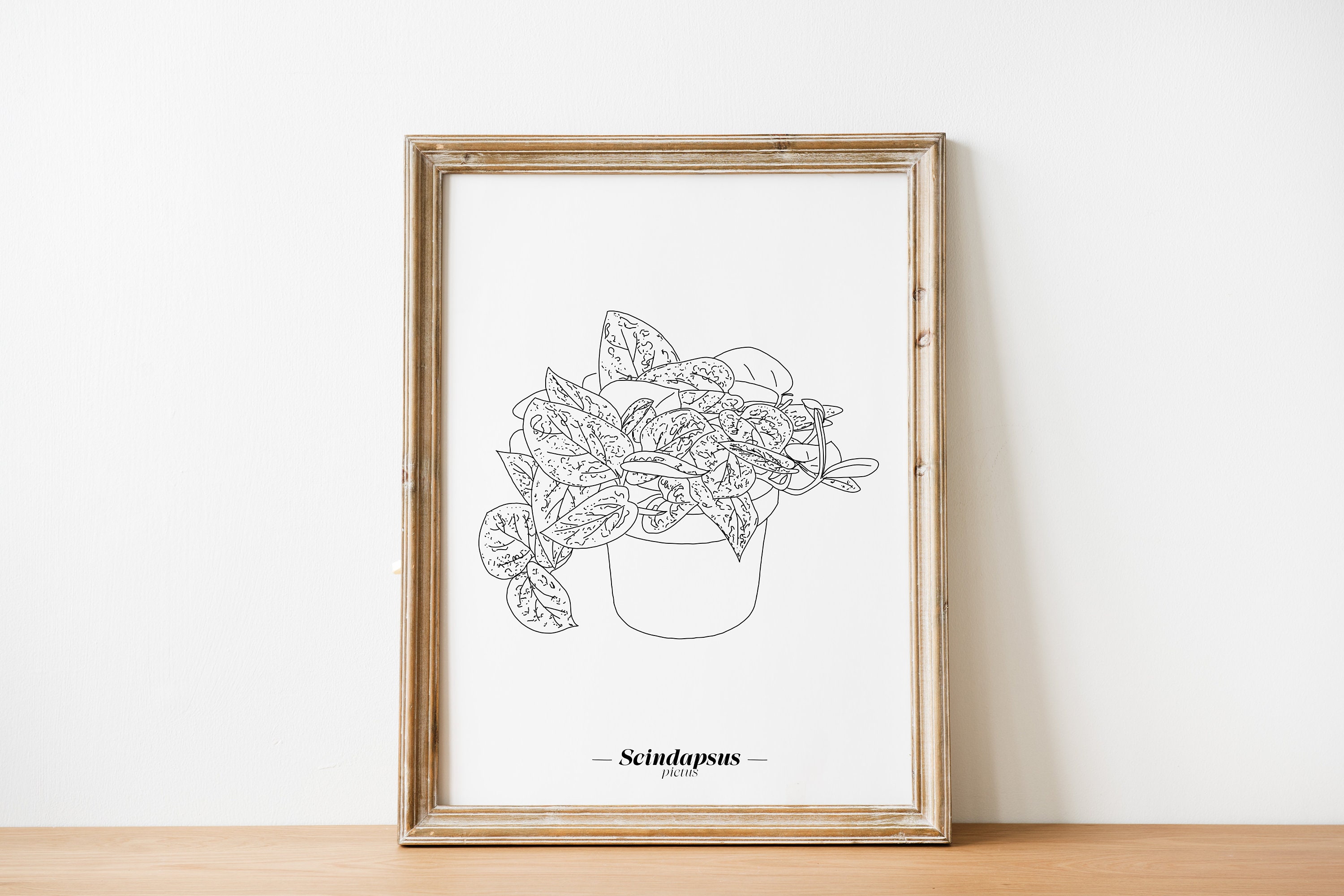 Affiche Scindapsus Pictus - Papier A5/A4 A3