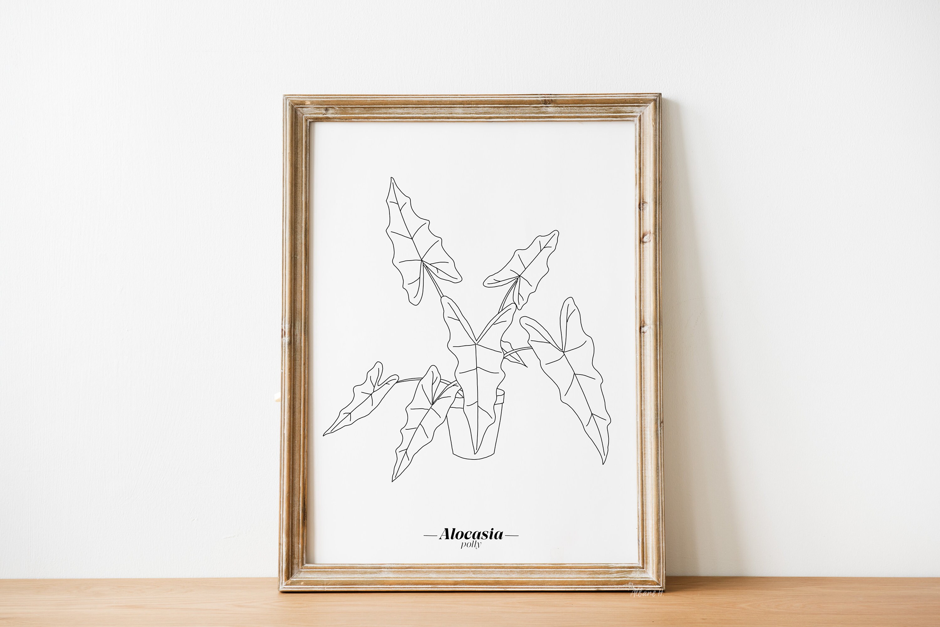 Affiche Alocasia Polly - Papier A5/A4 A3