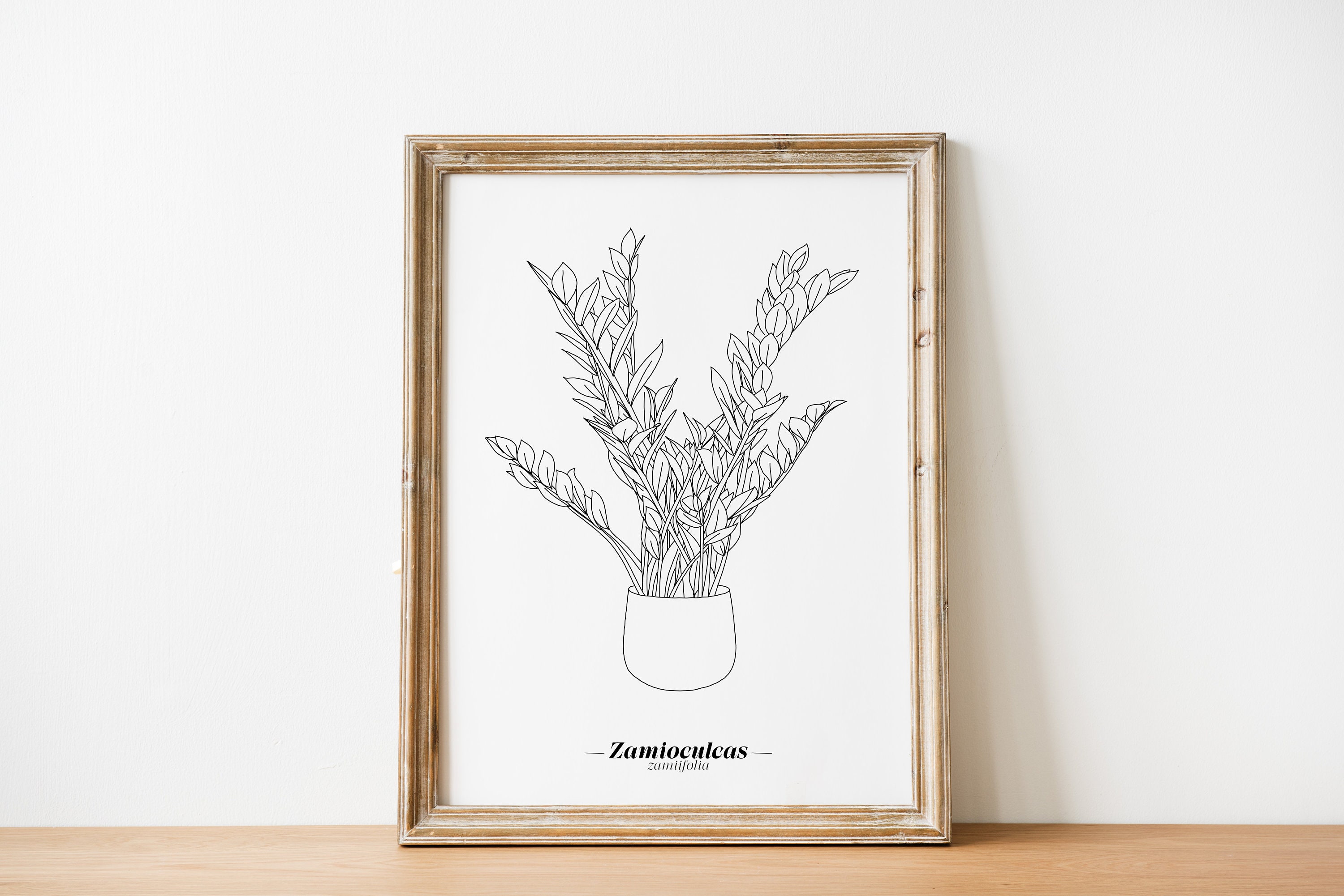 Affiche Zamioculcas Zamiifolia - Papier A5/A4 A3