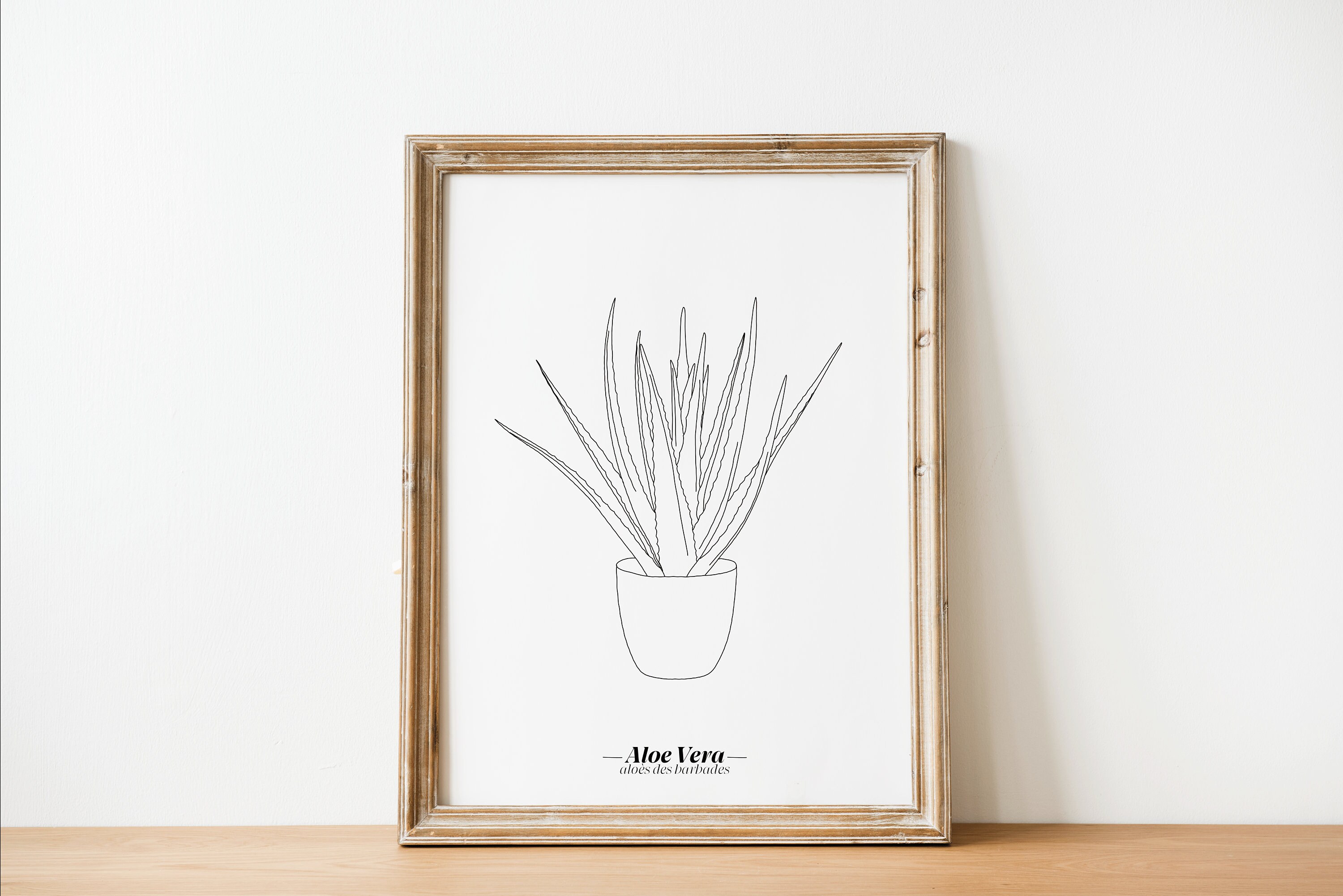 Affiche Aloe Vera - Papier A5/A4 A3