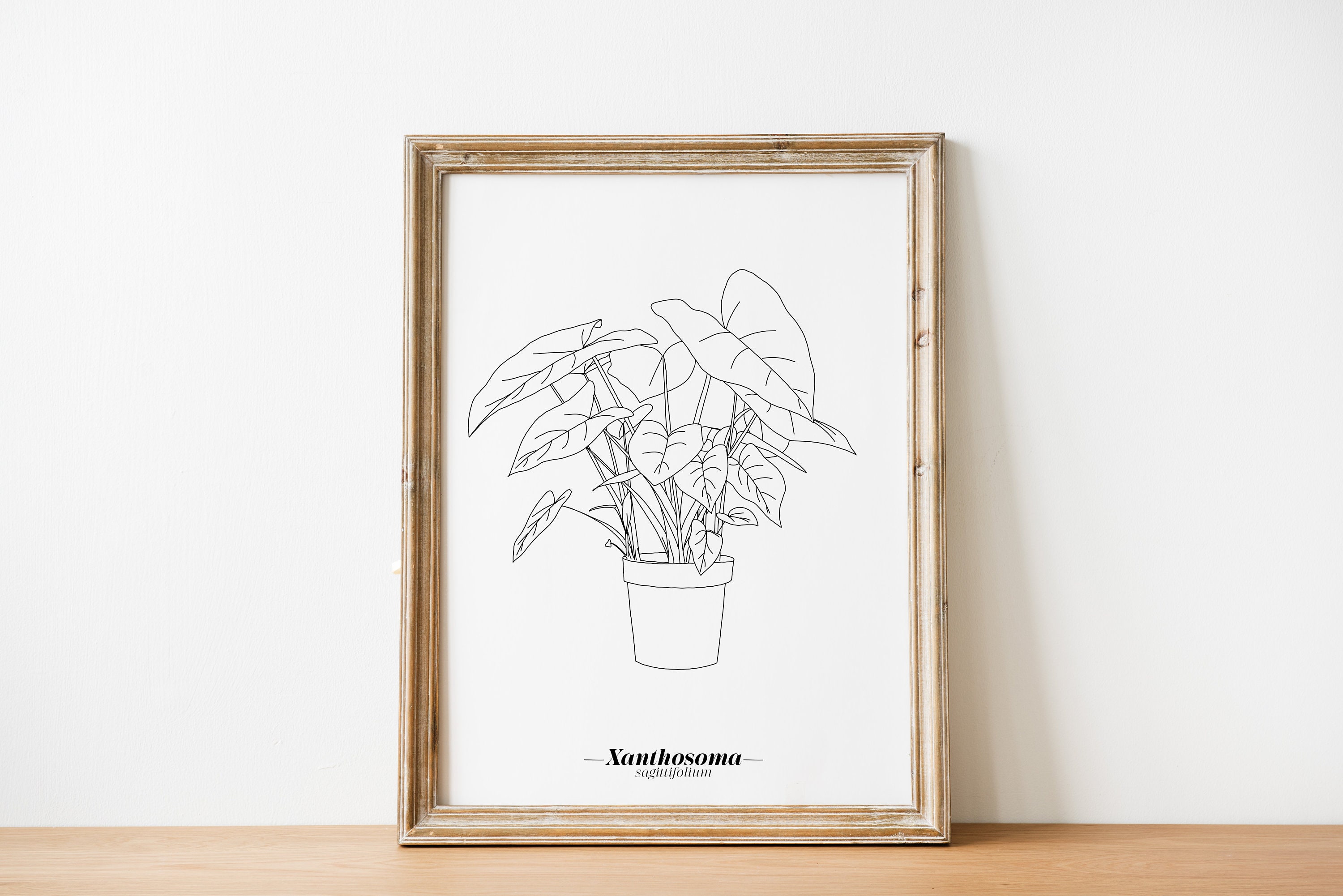 Affiche Xanthosoma - Papier A5/A4 A3