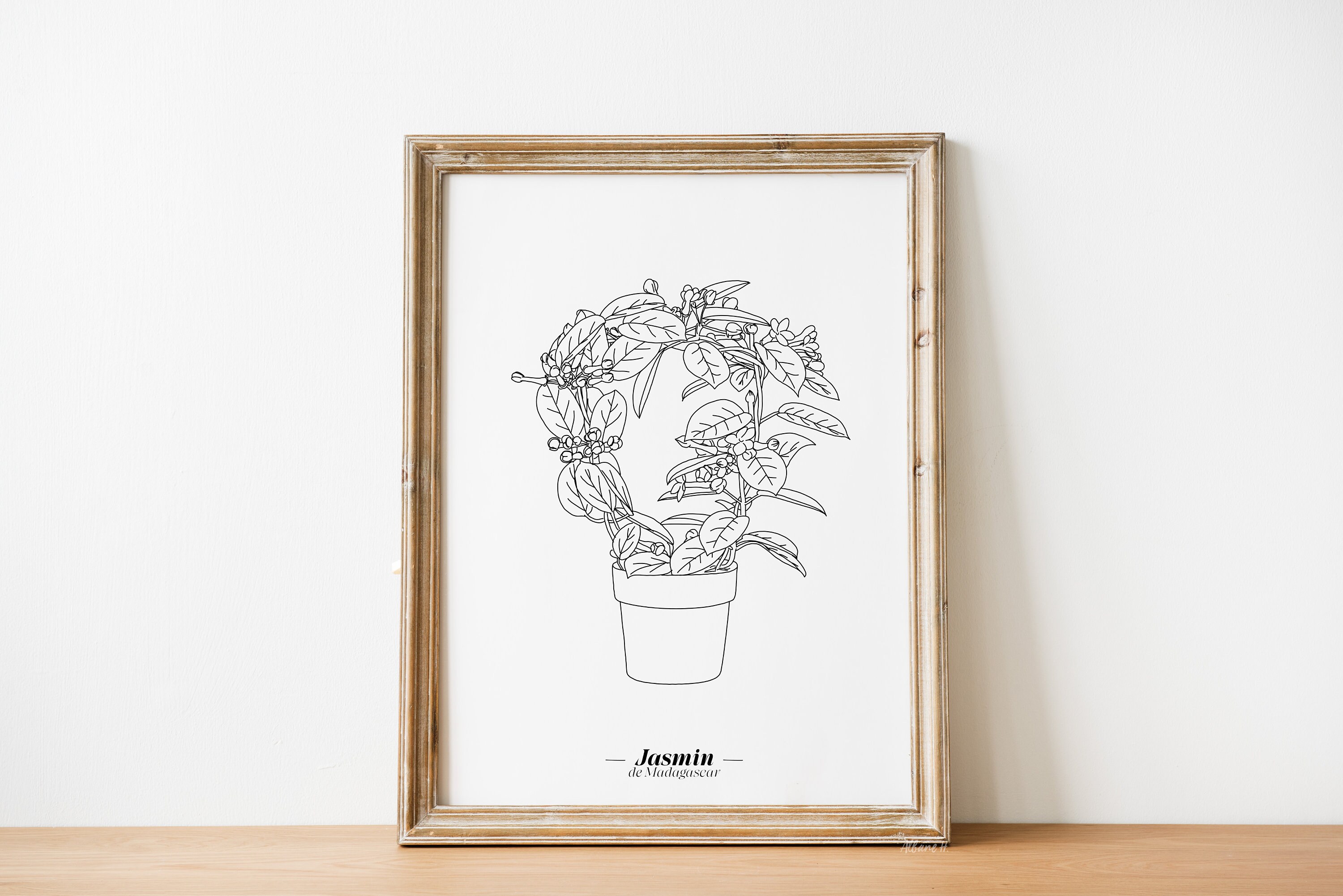 Affiche Jasmin - Papier A5/A4 A3