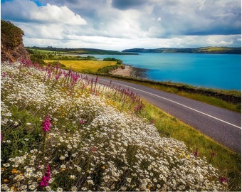 Print - Field Of Blooms Along Shannon Estuary, County Clare