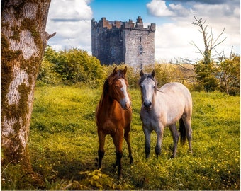 Print - Horses At Ballynagowan Castle, County Clare