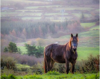 Irish Art Print, Horse In The Irish Mist, County Clare Ireland Photography Home Office Decor Housewarming Gift Animal Lover