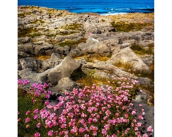 Print - Sea Pinks Blooming In The Burren Limestone, County Clare