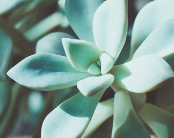 Succulent Photography Print,Moody Flower Photography,Blue Plant,House Plant Print,Floral,Succulent wall art,Nature Photography,Garden,Nature