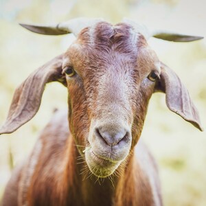 Goat Photograph,Farm Animal Print,Farmhouse Wall Art,Rustic Fine Art Print,Rural Wall Art,Country Wall Art,