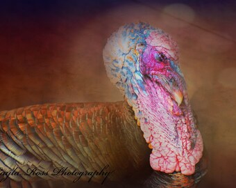 Giving Thanks,Turkey Photography,Wild Turkey,Farm Animal Photo,Rustic Photography,Thanksgiving Turkey,Farm Life,Fall Wall Decor