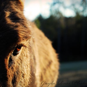 May include: Close-up of a brown donkey's face with one eye open, looking directly at the camera. The donkey's fur is soft and fluffy, and the background is blurred.