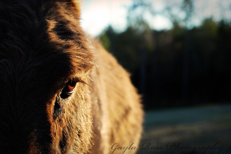 May include: Close-up of a brown donkey's face with one eye open, looking directly at the camera. The donkey's fur is soft and fluffy, and the background is blurred.