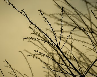 Tree Print,Twig print,Fog Print,Moody wall art,Botanical,Woodland Photography,Nature,Forest Print,Rustic,Morning Fog,Evening Fog,monotone