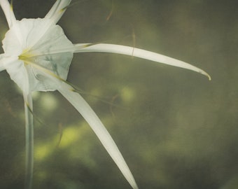 Spider Lily,Moody Flower Photography,Floral,Botanical,Nature Photography,Garden,Bloom,Wall art decor,Night garden flowers,White Floral Print