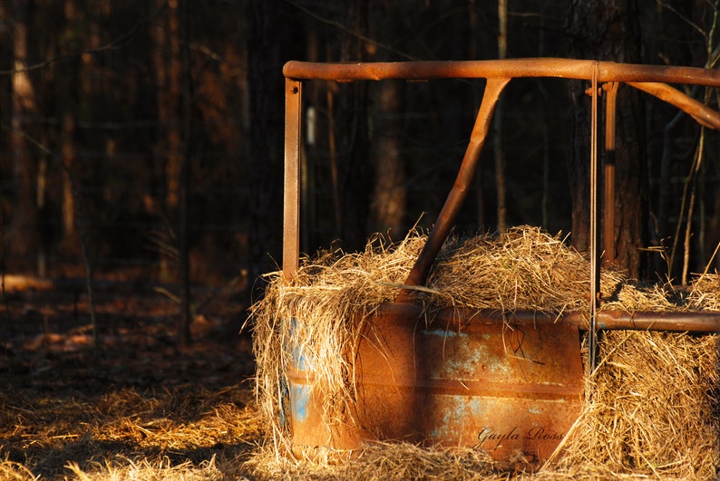 May include: A rusty metal hay feeder with a wooden top, filled with dry hay, in a forest setting.