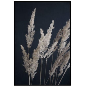 May include: Close-up of dried ornamental grass against a dark background. The feathery, beige seed heads are clustered together, with slender stems rising from the bottom. The image is framed in a black border.