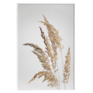 May include: A framed print showing dried ornamental grasses in beige and tan hues against a soft white backdrop. The feathery seed heads are in sharp focus, creating a minimalist, natural aesthetic. The artwork is encased in a white frame.
