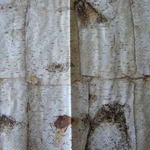 4 Decoupage Dinner Napkins Birch Tree Bark Wood Trunk White Birch with Brown Guest Towel Paper Napkins