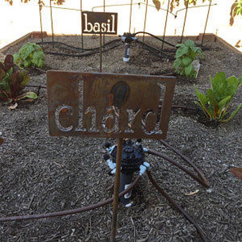 May include: A weathered metal garden sign that reads "chard" in a cutout font, with a smaller sign in the background that reads "basil". The signs are in a raised garden bed with plants and irrigation lines.