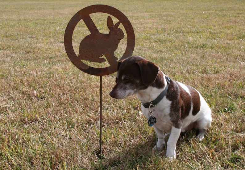May include: A brown and white dog with a black collar and a tag that says "River" is sitting in a grassy field. A metal sign with a silhouette of a rabbit with a circle and a line through it is in the background.