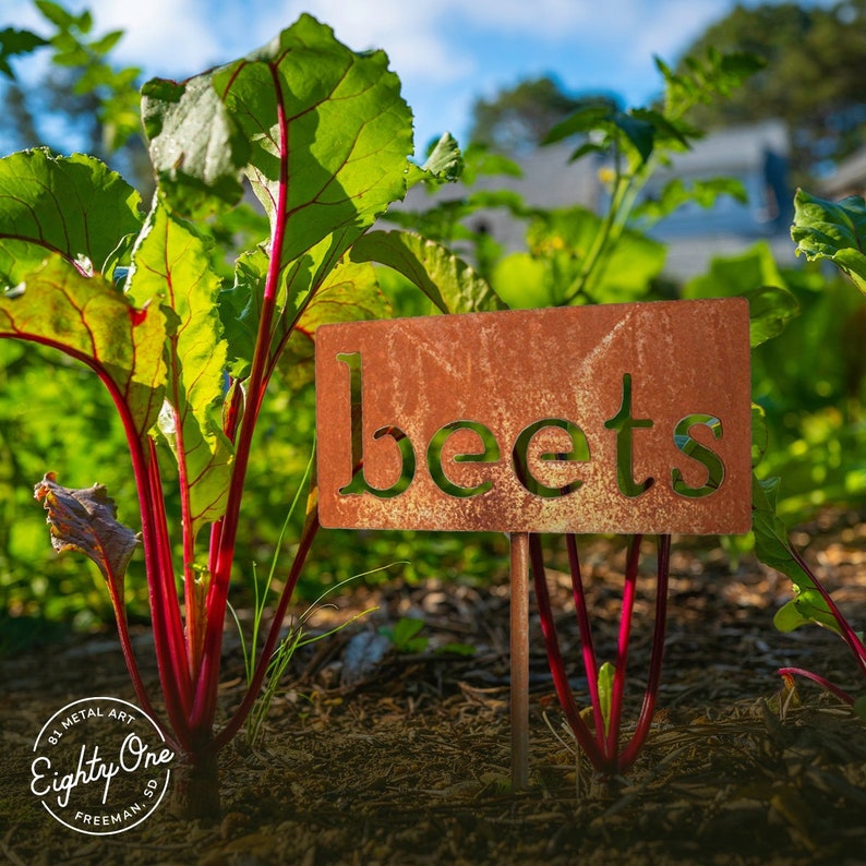 May include: A weathered metal garden marker with the word "beets" cut out, displayed in a garden bed with beet plants. The beets have vibrant green leaves and red stems. The marker is a rusty brown color.