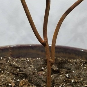 以下が含まれることがあります： 3本の茎を持つ、錆びた茶色の金属製の植物彫刻のクローズアップ。彫刻は、土で満たされた濃い紫色のセラミックポットに入っています。背景はプレーンな白い壁です。
