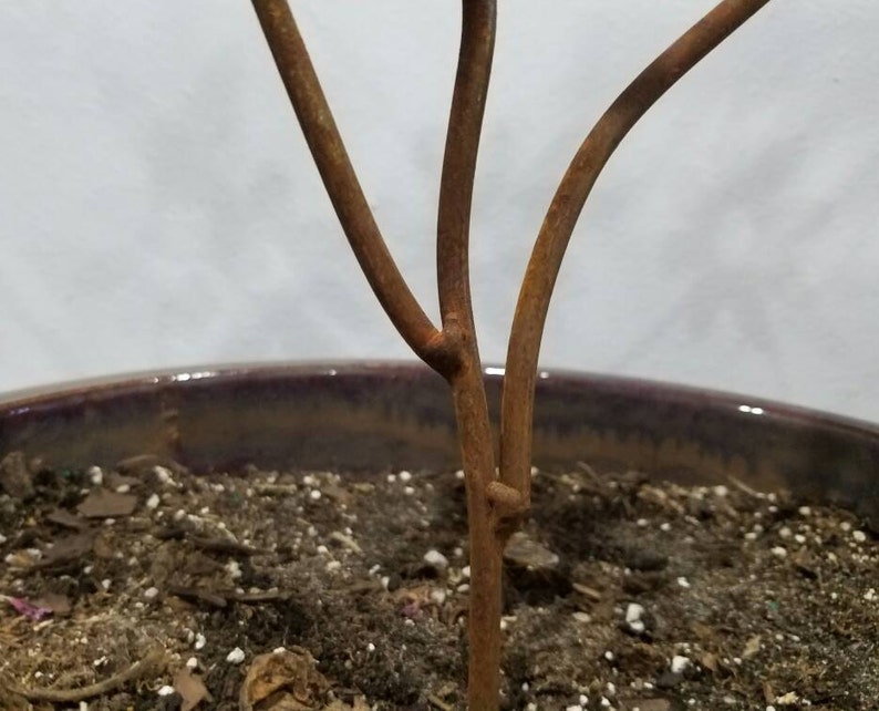 以下が含まれることがあります： 3本の茎を持つ、錆びた茶色の金属製の植物彫刻のクローズアップ。彫刻は、土で満たされた濃い紫色のセラミックポットに入っています。背景はプレーンな白い壁です。