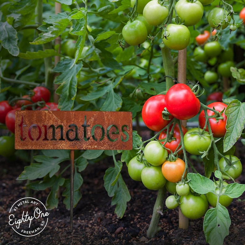 May include: A rusty metal garden marker with the word 'tomatoes' cut out. The marker is stuck in the ground next to a tomato plant with green and red tomatoes.