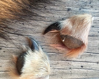 Real Coyote Claw | Ethically Sourced, Jewelry Making, Talisman