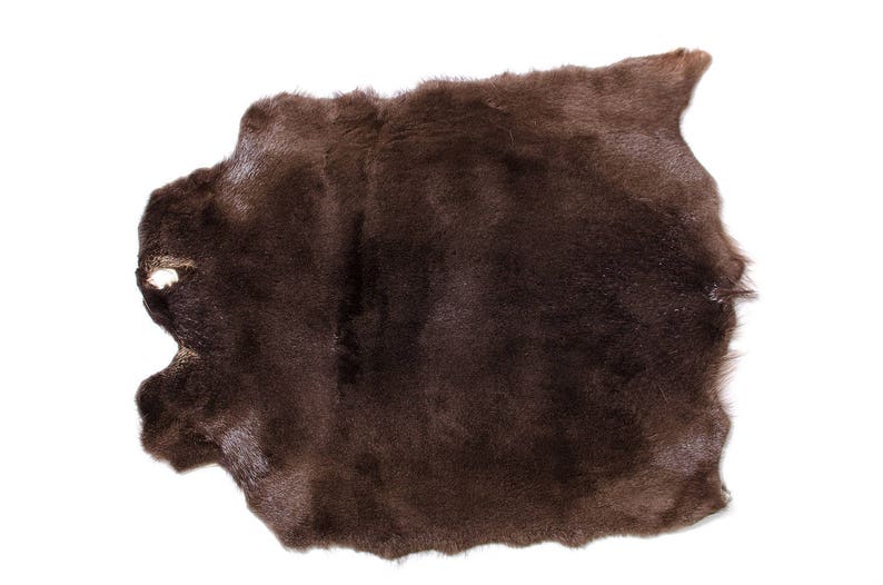 Real Nutria Pelt Animal Pelt Coypu Pelt Nutria Skin Etsy Canada