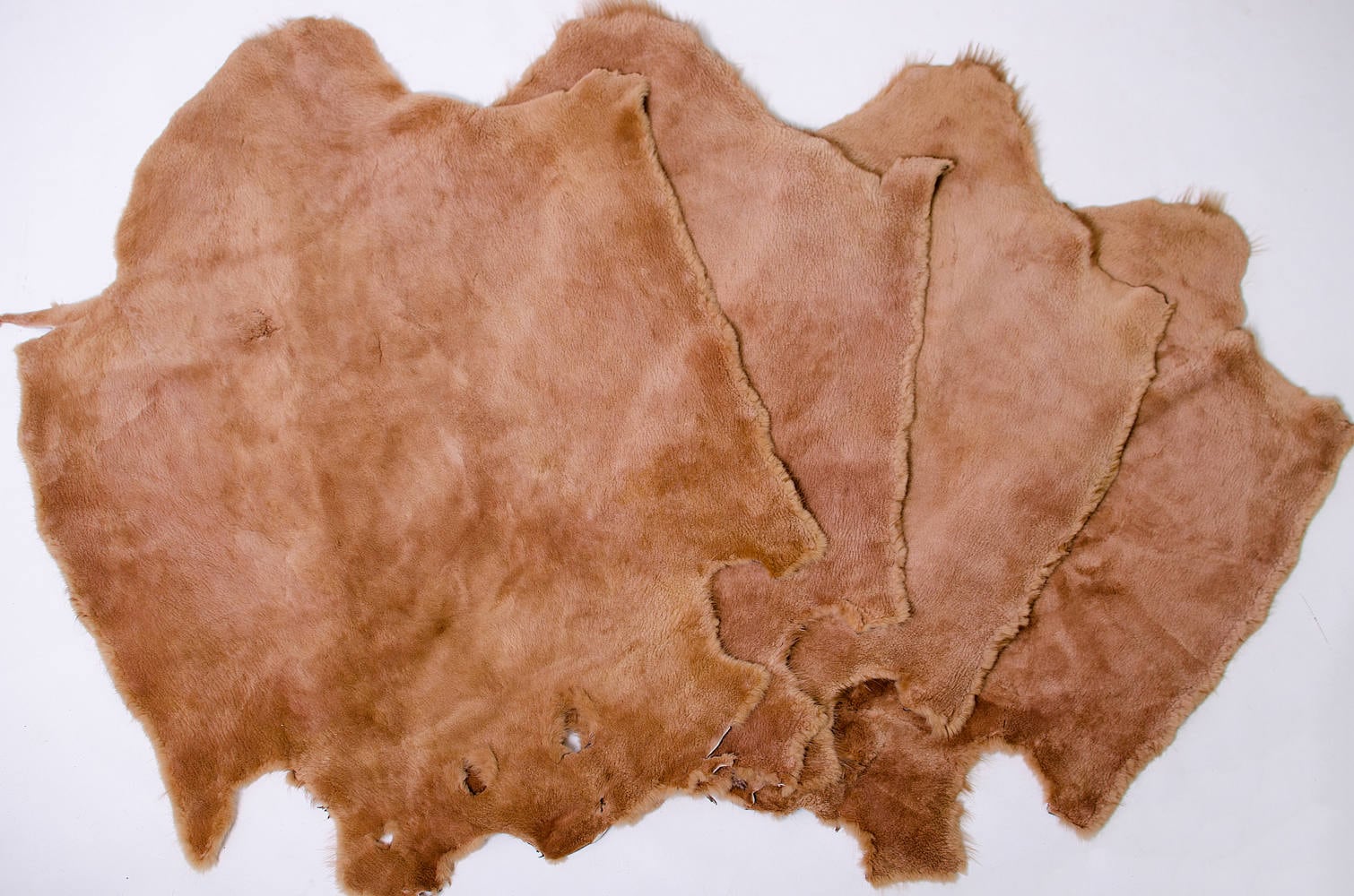 Beaver pelt Animal Skin Soft mount taxidermy fur Etsy