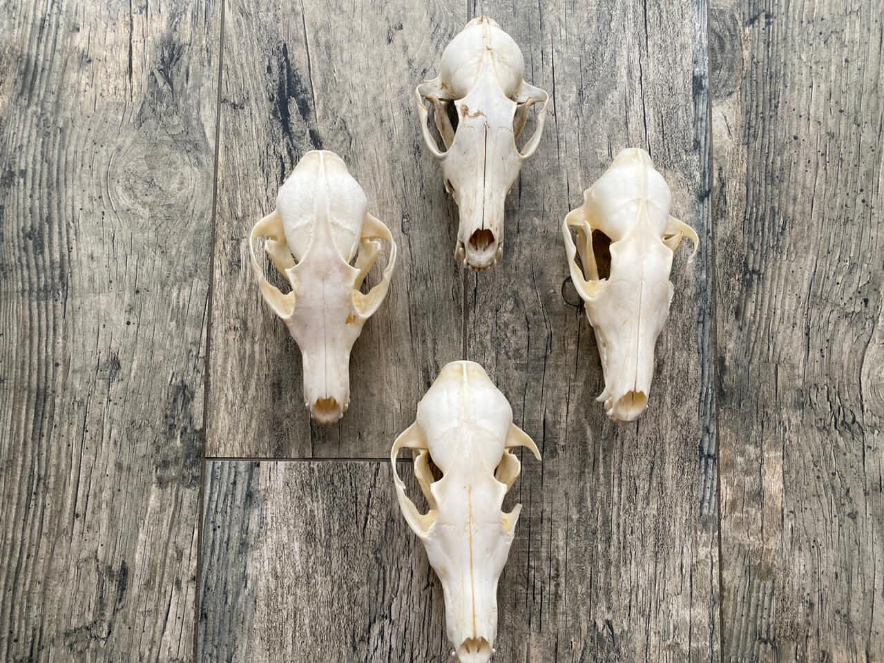 Spécimen Crâne De Renard Véritable - Modèle Anatomique Pour Taxidermie, Étude Et Décoration