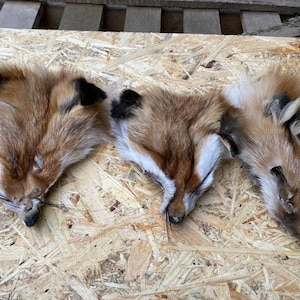 May include: Three fox pelts with reddish-brown fur, white underbellies, and black-tipped ears are displayed on a light-colored wooden surface. The pelts are arranged side by side, showcasing their natural textures and colors.