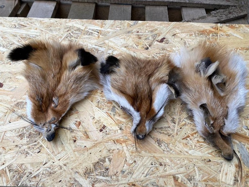 May include: Three fox pelts with reddish-brown fur, white underbellies, and black-tipped ears are displayed on a light-colored wooden surface. The pelts are arranged side by side, showcasing their natural textures and colors.