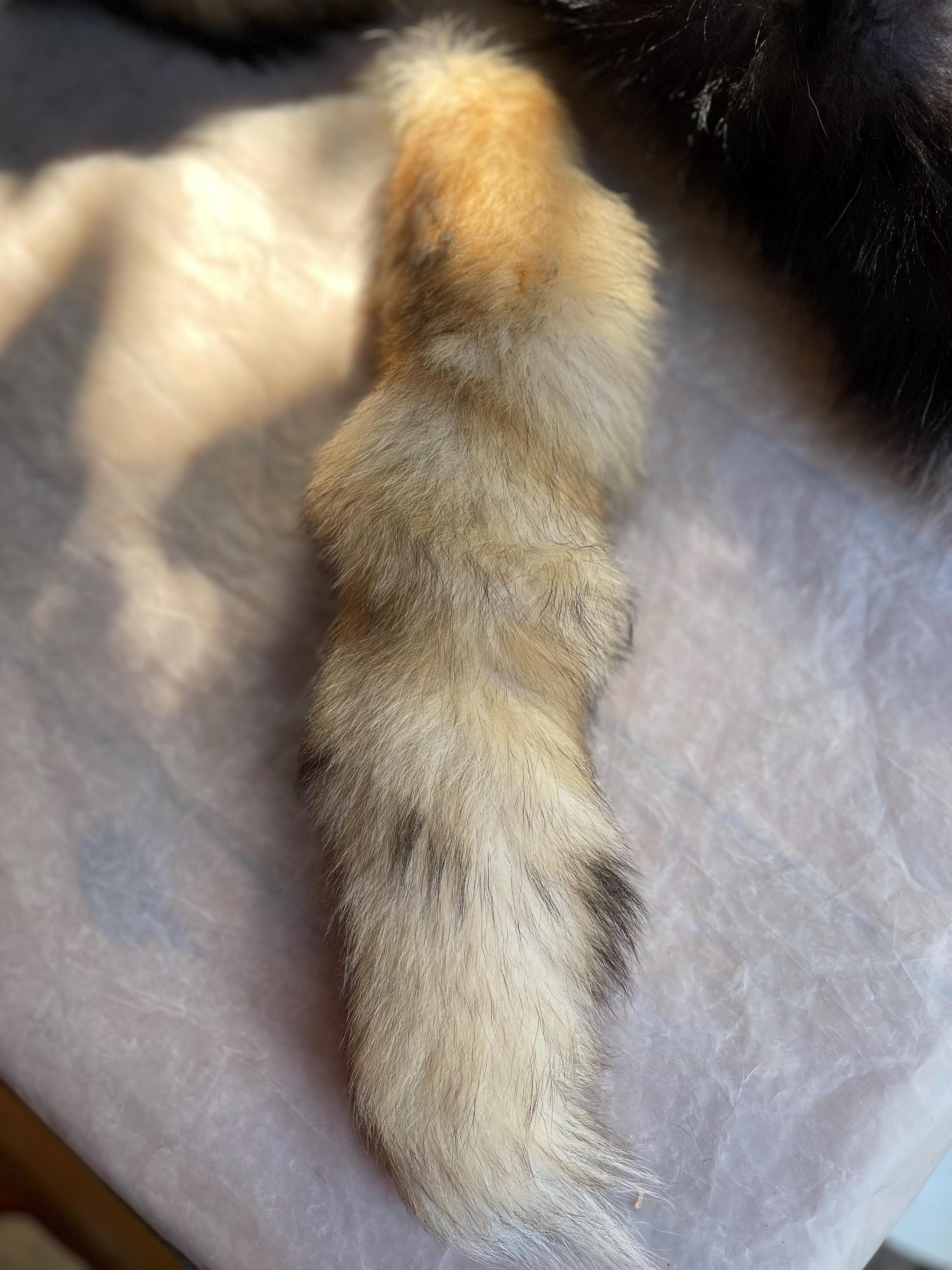 狐の尻尾（本物） il_fullxfull.7128604478_8yiw.jpg