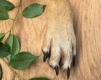 Collier patte d'animal patte de coyote en peau de coyote, monture souple en fourrure de taxidermie