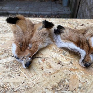 May include: Two fox pelts with reddish-brown fur, black-tipped ears, and white markings around the face. The pelts are lying on a light brown, textured surface. The fox pelts have black whiskers and dark noses.