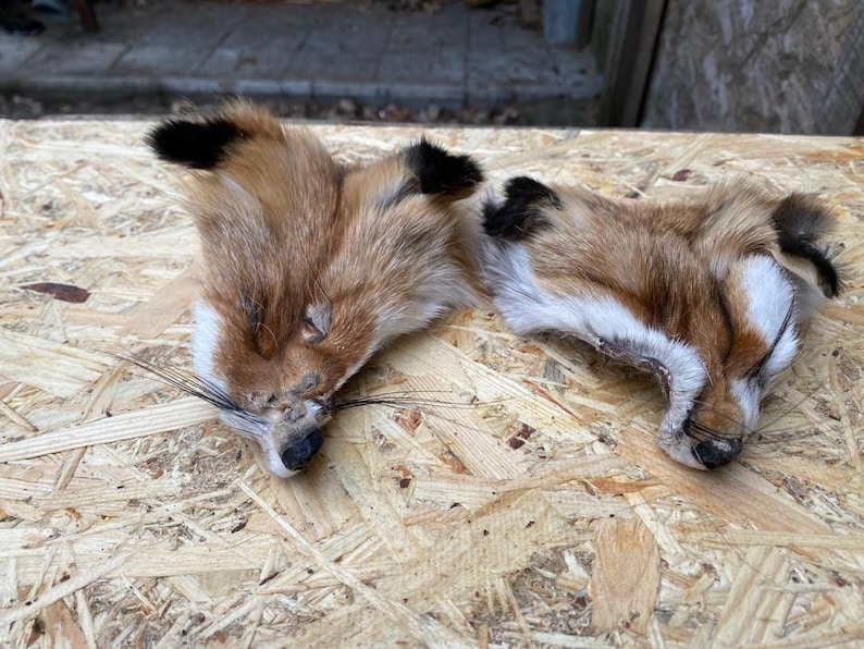 May include: Two fox pelts with reddish-brown fur, black-tipped ears, and white markings around the face. The pelts are lying on a light brown, textured surface. The fox pelts have black whiskers and dark noses.