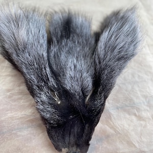 May include: Close-up of a silver fox pelt. The fur is a mix of black and silver, with a dense, soft texture. The pelt is laid out flat, showcasing the natural shape and color variations of the fur.