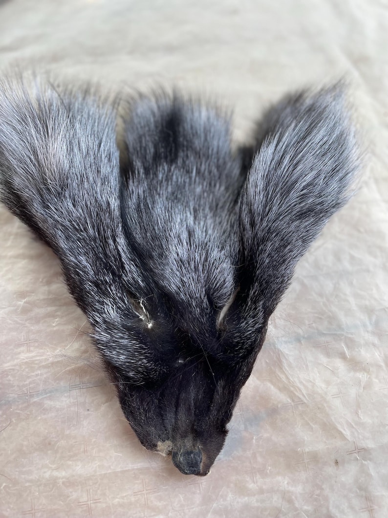 May include: Close-up of a silver fox pelt. The fur is a mix of black and silver, with a dense, soft texture. The pelt is laid out flat, showcasing the natural shape and color variations of the fur.