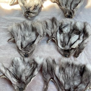 Könnte beinhalten: Eine Sammlung von grauen und weißen Tiergesichtern aus Fell, möglicherweise von Füchsen oder Wölfen, auf einer hellen Oberfläche angeordnet. Das Fell wirkt weich und strukturiert, mit sichtbaren Details der Tiergesichter.