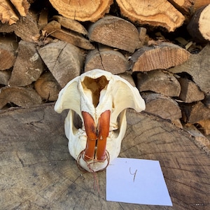 May include: A beaver skull featuring prominent, long, orange-colored incisor teeth at the front. The skull is off-white in color and includes a small piece of thin copper wire wrapped around the base of the teeth. A white square paper with the handwritten number 4 is placed next to the skull.
