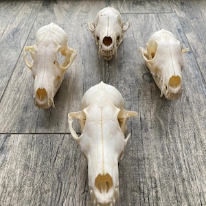 Beautiful, red fox skull with impressive canines, available at Natur