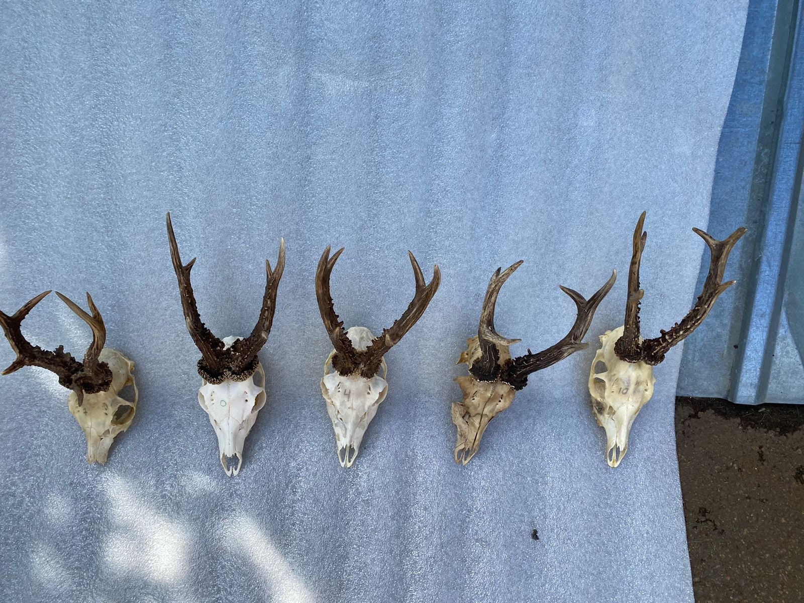 Big Roe Deer Skull - Animal Skull -soft Mount Taxidermy - Viking