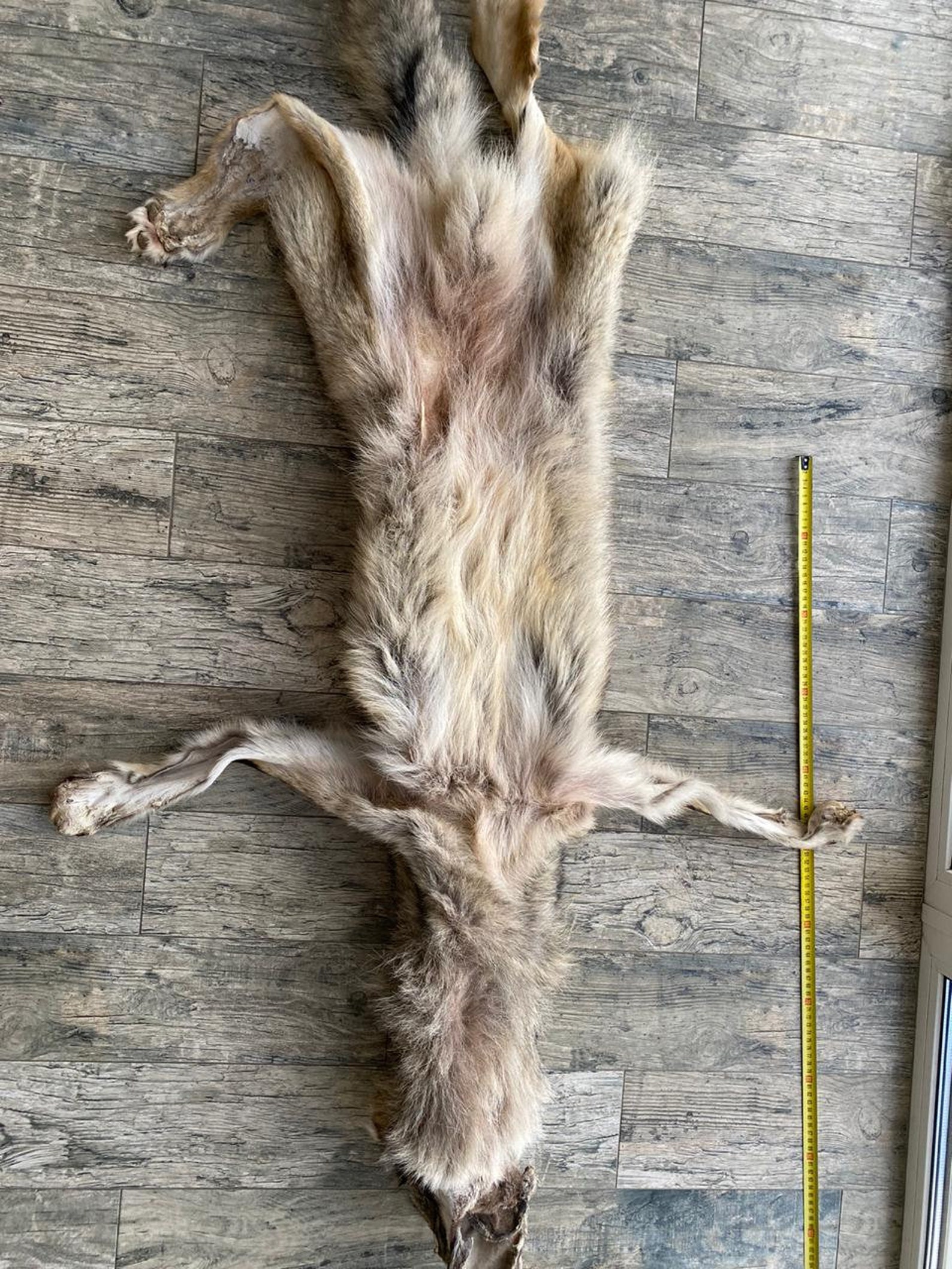 Huge real Coyote pelt for Taxidermy with small flaws Coyote Etsy