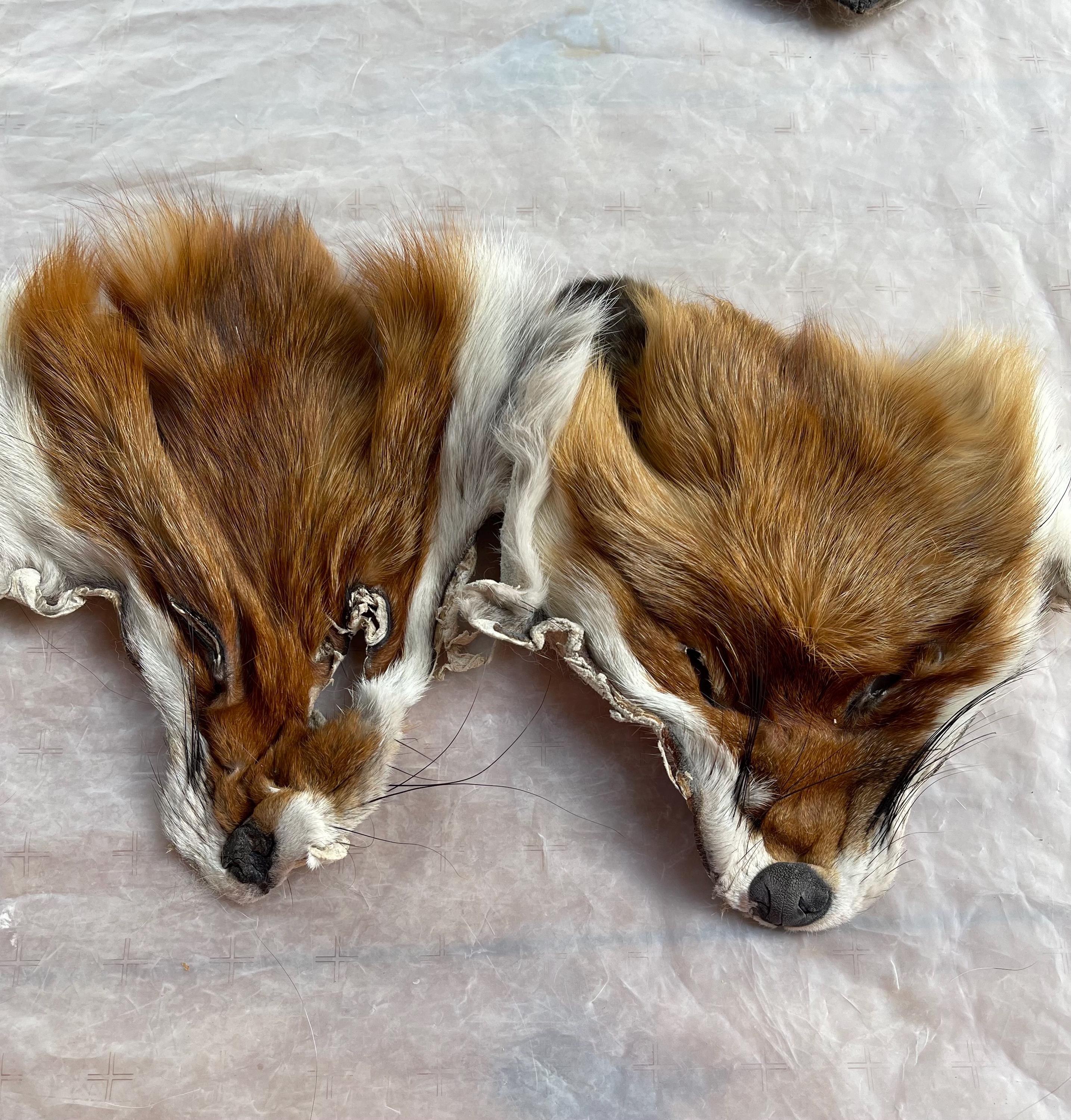 本物の毛皮で作られたタヌキの顔 – タヌキの動物の毛皮の剥製 - Etsy 日本